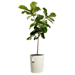 eden aquacare high 40cm linen white